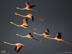 Tapeta National Geographic 443.jpg